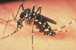 76 dengue cases in Bangalore, three dead in State